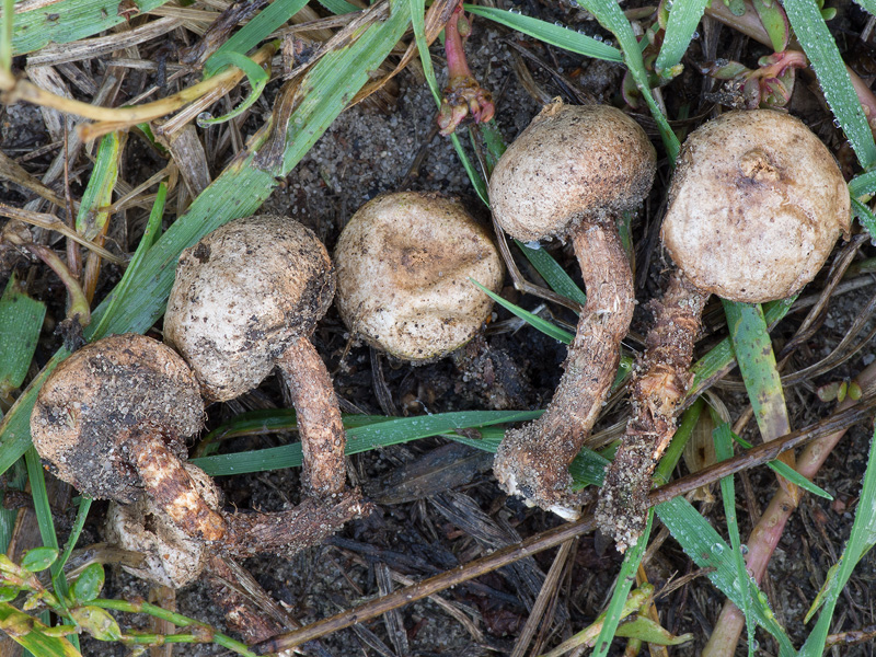 Tulostoma fimbriatum